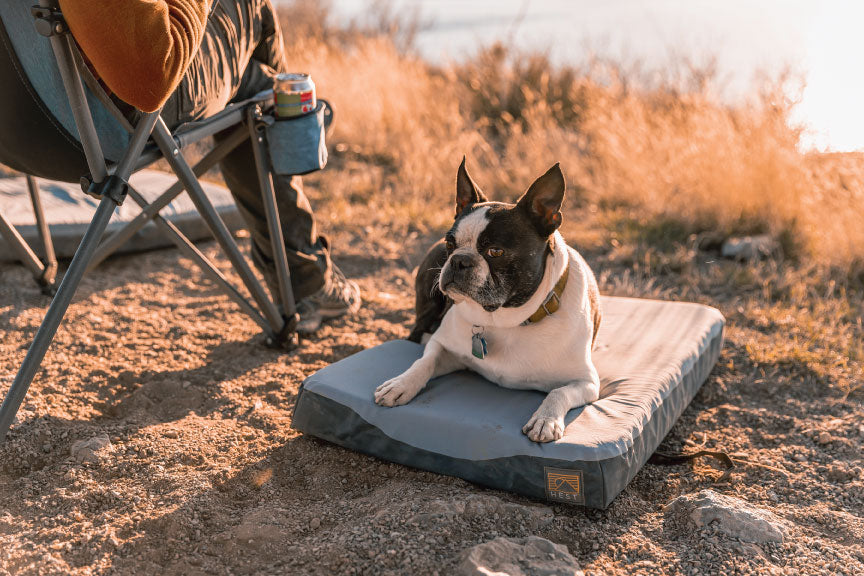 DOG BED
