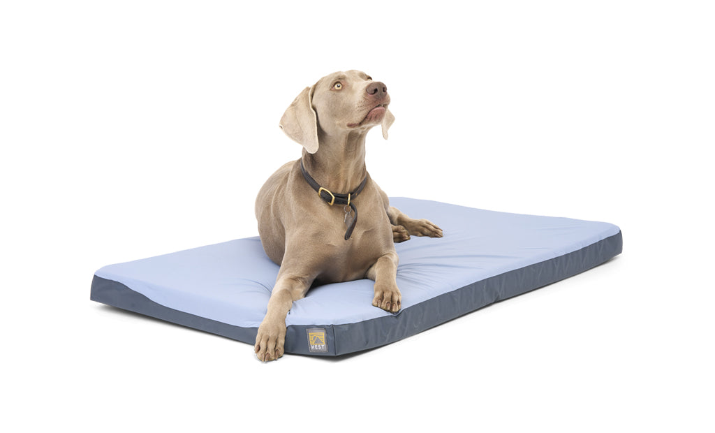 DOG BED